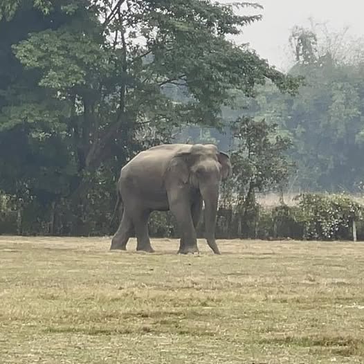 मकुनाको मृत्यु
