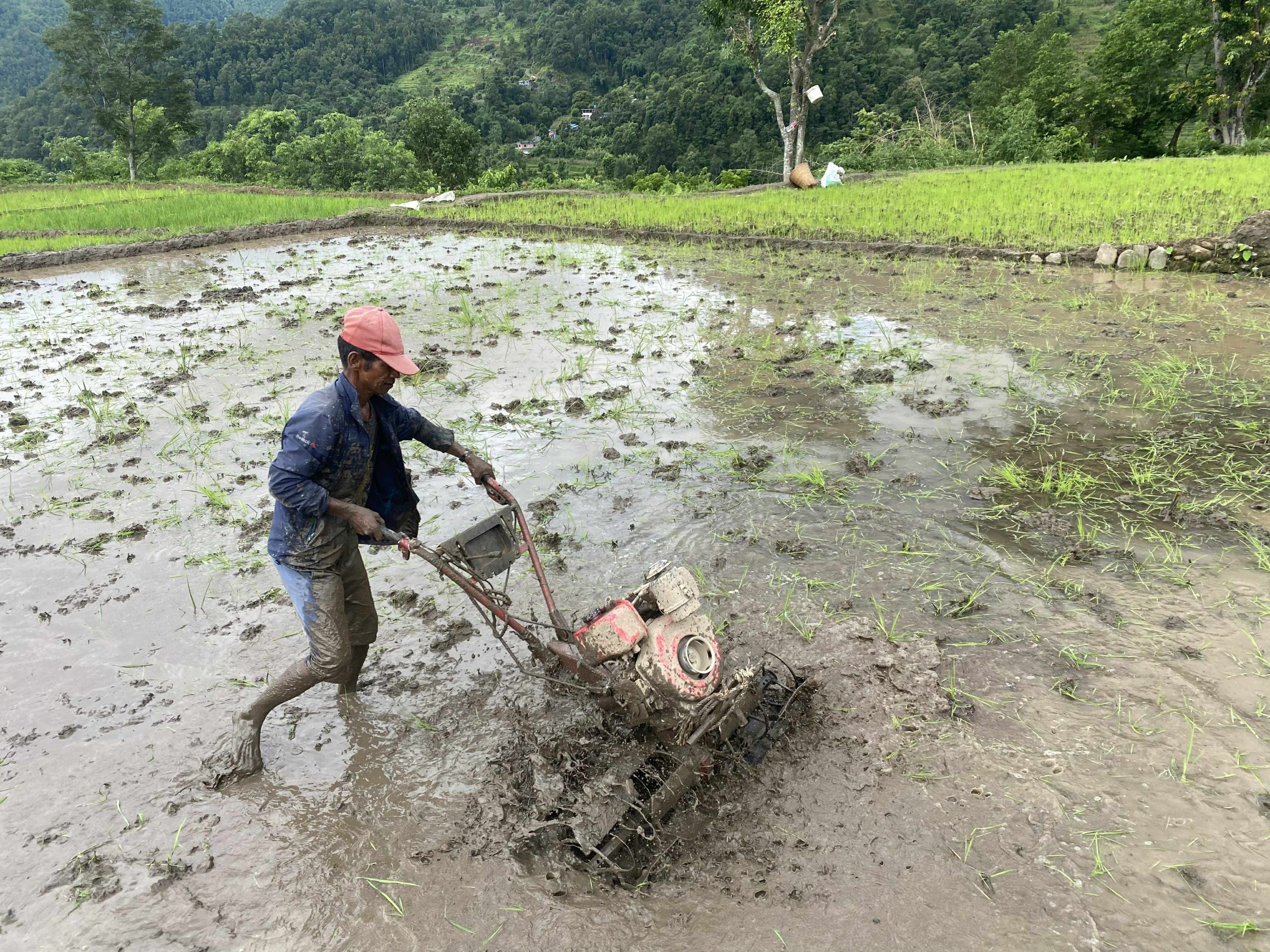 गोरखामा हालसम्म ६२ प्रतिशत रोपाइँ सम्पन्न