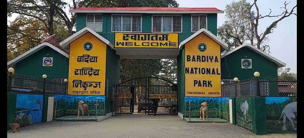 बर्दिया), साउन ३० गते । सन् २०१० मा रुसमा आयोजित अन्तर्राष्ट्रिय सम्मेलनमा नेपालसहित १३ देशले २०२२ सम्ममा बाघको सङ्ख्या दोब्बर बनाउने लक्ष्य तय गरेपछि नेपालले पनि सक्रिय संरक्षण अभियान चलायो । यसको उल्लेखनीय परिणामस्वरूप बर्दिया राष्ट्रिय निकुञ्जमा बाघको सङ्ख्या उल्लेख्य रूपमा वृद्धि भएको छ । सन् २०१० मा यहाँ १८ वटा मात्र बाघ रहेका थिए त्यसपछिका प्रयास पछि सन् २०२२ को बाघ गणनामा यो सङ्ख्या बढेर १२५ पुगेको छ । यसले बर्दियालाई बाघ संरक्षणका लागि एक उर्वर भूमि भएको स्पष्ट देखाएको छ । २०३२ सालमा स्थापना भएको बर्दिया राष्ट्रिय निकुञ्ज ९६८ वर्ग किलोमिटर क्षेत्रमा फैलिएको छ । बाघ संरक्षणमा सफलता पाएसँगै पर्यटक आगमन पनि बढेको छ । विदेशी पर्यटक विशेष गरी बाघ अवलोकनका लागि यहाँ आउने गरेका छन् । निकुञ्ज कार्यालयका प्रमुख संरक्षण अधिकृत डा. अशोककुमार रामले निकुञ्ज वरिपरि रहेको खाता कोरिडोर र घाँसे मैदान क्षेत्रमा बढी बाघ देखिने गरेको बताउनुभयो । उहाँका अनुसार २०२२ पछि बाघको पुनः गणना नभए पनि सङ्ख्या अझै बढेको हुन सक्ने विश्वास छ । पर्यटन मञ्च बर्दियाका अध्यक्ष कृष्ण भट्टराई बाघको सङ्ख्या वृद्धिमा आहारजन्य प्रजातिको वृद्धि प्रमुख कारण रहेको बताउनुभयो । २०१० मा नेपालभर जम्मा १२१ बाघ मात्र रहेका थिए भने पछिल्ला गणना अनुसार बर्दियामा मात्रै १२५ बाघ रेकर्ड गरिएका छन् ।बाघ बढेसँगै निकुञ्ज आसपासका स्थानीयलाई पनि आर्थिक लाभ भएको छ । होटेल तथा पर्यटन व्यवसाय फस्टाएको छ । ठाकुरद्वाराका होटेल व्यवसायी हेमन्त आचार्यले भन्नुभयो, “विदेशी पर्यटक केही दिन यहीँ बस्छन्, जसले हाम्रो आम्दानी बढाएको छ ।” बर्दिया राष्ट्रिय निकुञ्जमा पाटे बाघ, एकसिँगे गैँडा, चितुवा, हात्ती, जरायो, घोडगधा, लगुनालगायत ५६ प्रजातिका वन्यजन्तु पाइन्छन् । जलचरमा घडियाल गोही, मगर गोही, सोँसलगायतका माछा प्रजाति भेटिन्छन् । यहाँ ४३८ प्रजातिका चराहरू पनि बसाइँसराइ गर्दै आएका छन् ।